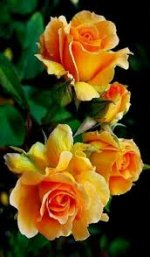 images (20).jpeg images (20).jpeg